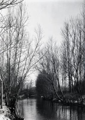 Trees along riverbank of DuPage River in winter