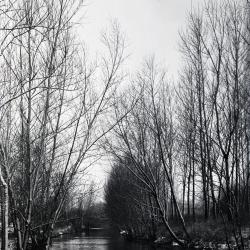 Trees along riverbank of DuPage River in winter