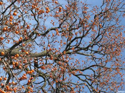 Diospyros virginiana L. (persimmon) upper branches with fruit