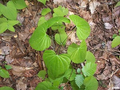 Dioscorea villosa L. (wild yam), leaves