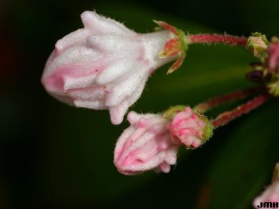 Kalmia latifolia L. (mountain-laurel), wildflower, macro close-up of flower buds