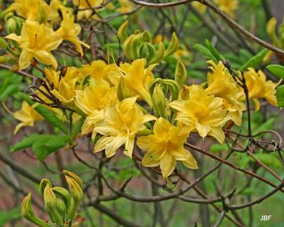 Rhododendron ‘Narcissiflora’ (Narcissiflora azalea), branch with flowers