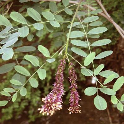 Amorpha fruticosa L. (indigo-bush), leaves and flower
