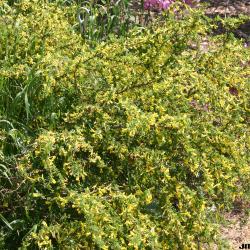 Caragana maximowicziana Komar. (Maximowicz’s pea-shrub), growth habit, shrub form