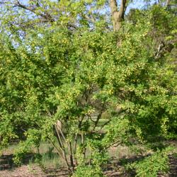 Caragana arborescens Lam. (Siberian pea-shrub), growth habit, shrub form