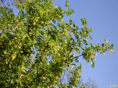 Caragana arborescens Lam. (Siberian pea-shrub), branches