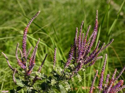 Amorpha canescens Pursh (leadplant), flowers