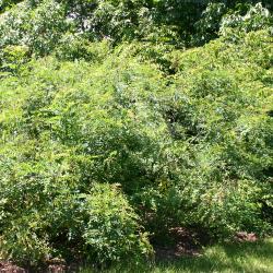 Amorpha fruticosa L. (indigo-bush), growth habit, shrub form