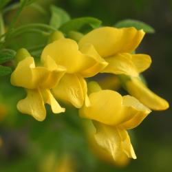 Caragana arborescens Lam. (Siberian pea-shrub), close-up of flowers