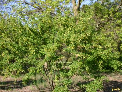 Caragana arborescens Lam. (Siberian pea-shrub), growth habit, shrub form