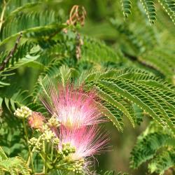 Albizia julibrissin var. rosea (Carr.) Mouill. (pink silk-tree), flower