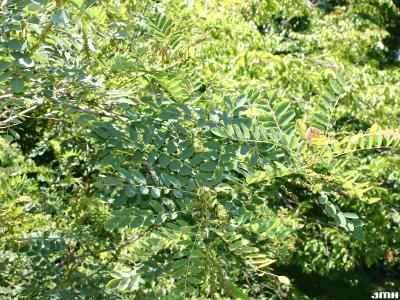 Amorpha fruticosa L. (indigo-bush), branches