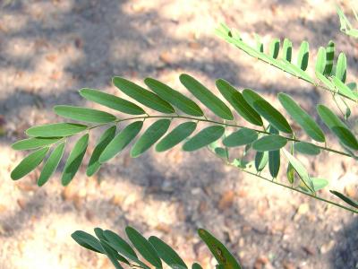 Amorpha fruticosa L. (indigo-bush), leaves