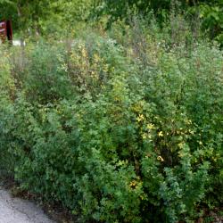 Caragana frutex (L.) K. Koch (Russian pea-shrub), growth habit, shrub form