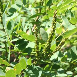 Amorpha fruticosa L. (indigo-bush), buds