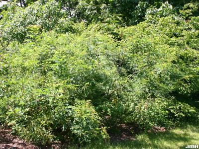 Amorpha fruticosa L. (indigo-bush), growth habit, shrub form