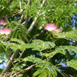 Albizia julibrissin var. rosea (Carr.) Mouill. (pink silk-tree), branches, flowers, leaves