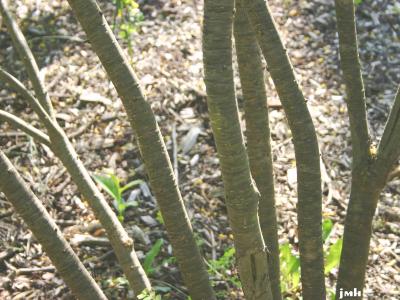 Caragana arborescens Lam. (Siberian pea-shrub), bark