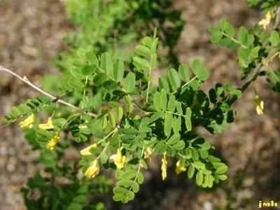 Caragana arborescens Lam. (Siberian pea-shrub), leaves and flowers