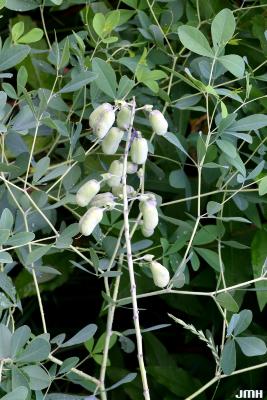 Baptisia alba var. macrophylla (Larisey) Isley (white wild indigo), immature fruits (pods)