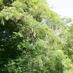 Albizia julibrissin var. rosea (Carriere) Mouillefert (pink silk-tree), growth habit, tree form