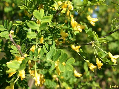 Caragana arborescens Lam. (Siberian pea-shrub), leaves and flowers