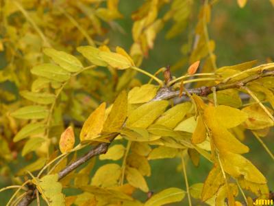 Gleditsia triacanthos ‘Green Glory’ (Green Glory honey-locust), leaves, fall color