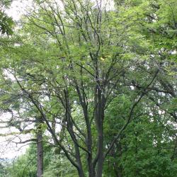 Cladrastis kentukea (Dum.-Cours.) Rudd (yellowwood), growth habit, tree form