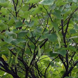 Cercis canadensis L. (redbud), branches with fruit