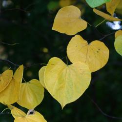 Cercis canadensis L. (redbud), leaves, fall color