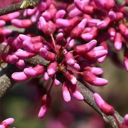 Cercis canadensis ‘Covey’ (Covey redbud – LAVENDER TWIST® ) PP10,328, close-up of flower buds