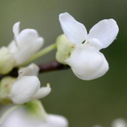 Cercis canadensis f. alba Rehd. (whitebud), close-up of flowers