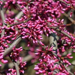 Cercis canadensis ‘Covey’ (LAVENDER TWIST® redbud), flower buds