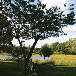 Cercis canadensis f. alba Rehd. (whitebud), growth habit, tree form, Meadow Lake in background