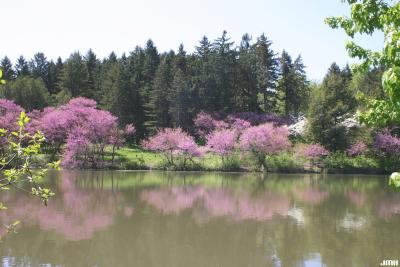 Cercis canadensis L. (redbud), growth habit, tree form, Lake Marmo in foreground