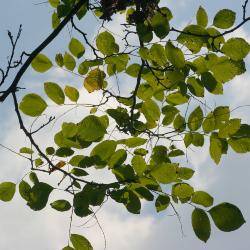 Cladrastis kentukea (Dum.-Cours.) Rudd (yellowwood), leaves