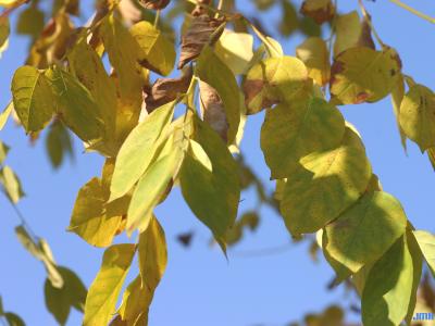 Gymnocladus dioicus (L.) K. Koch (Kentucky coffeetree), leaves, fall color