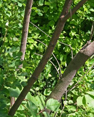 Lespedeza bicolor Turcz. (shrub bush-clover), bark