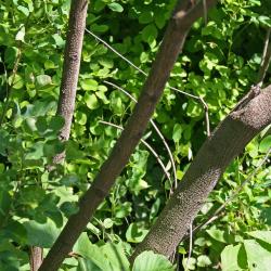 Lespedeza bicolor Turcz. (shrub bush-clover), bark