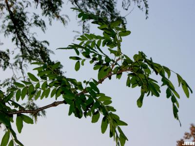 Gleditsia triacanthos f. inermis Willd. (thornless honey-locust), leaves