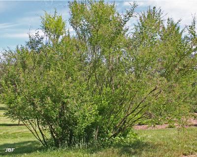 Lespedeza bicolor Turcz. (shrub bush-clover), growth habit, shrub form