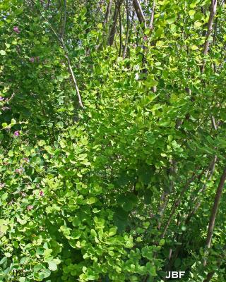 Lespedeza bicolor Turcz. (shrub bush-clover), foliage