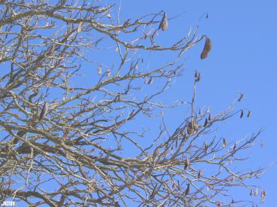 Gymnocladus dioicus (L.) K. Koch (Kentucky coffeetree), branches, winter