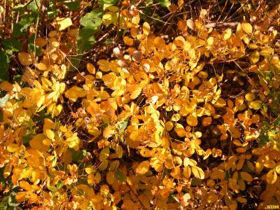 Lespedeza bicolor Turcz. (shrub bush-clover), leaves, fall color