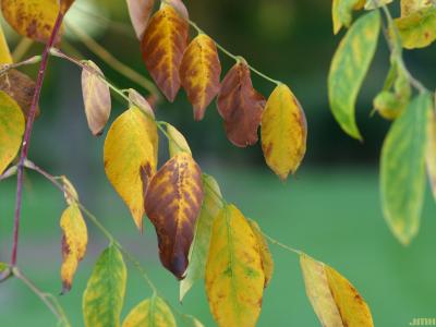 Gymnocladus dioicus (L.) K. Koch (Kentucky coffeetree), leaves, fall color
