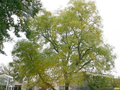 Gymnocladus dioicus (L.) K. Koch (Kentucky coffeetree), growth habit, tree form, fall color
