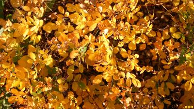 Lespedeza bicolor Turcz. (shrub bush-clover), leaves, fall color
