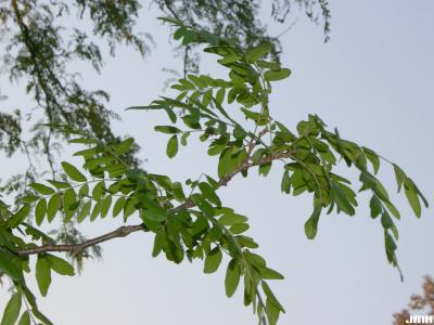 Gleditsia triacanthos f. inermis Willd. (thornless honey-locust), leaves
