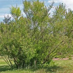Lespedeza bicolor Turcz. (shrub bush-clover), growth habit, shrub form