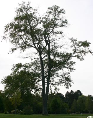 Gleditsia triacanthos f. inermis Willd. (thornless honey-locust), growth habit, tree form